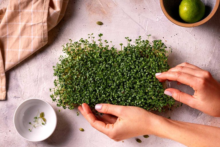 AleGreens-Microgreens