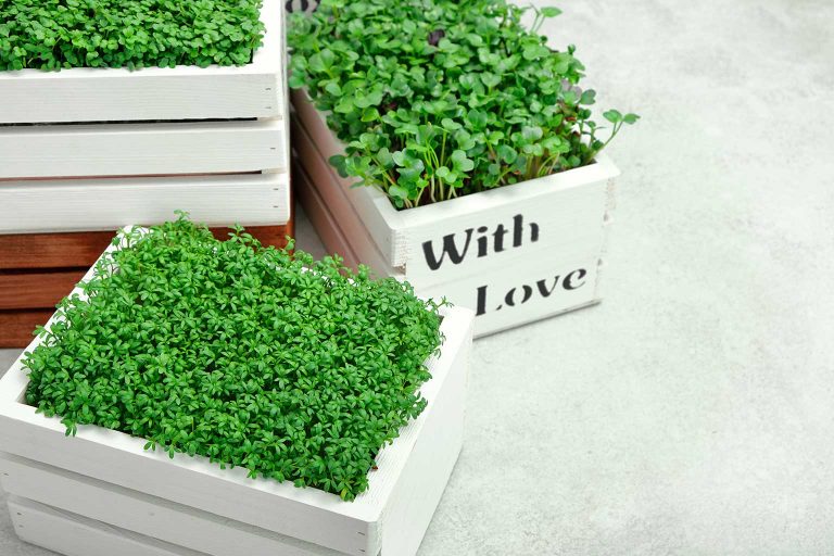 AleGreens-Microgreens