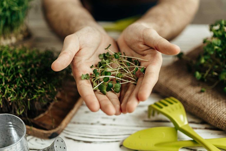 AleGreens-Microgreens