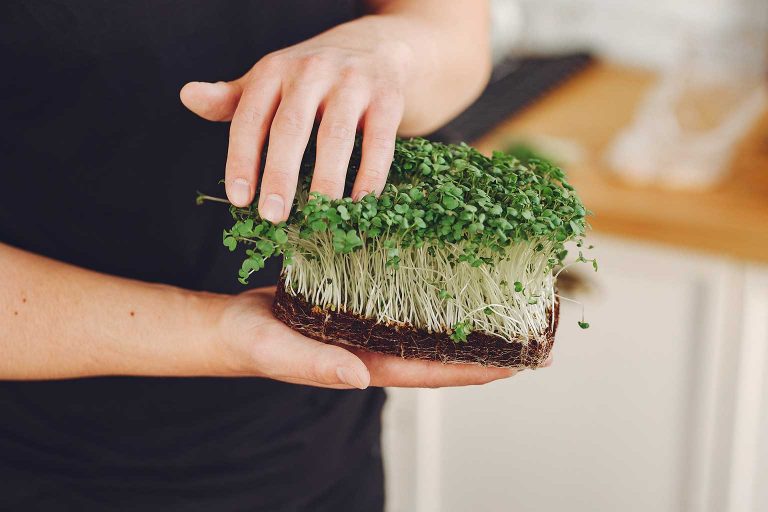 AleGreens-Microgreens